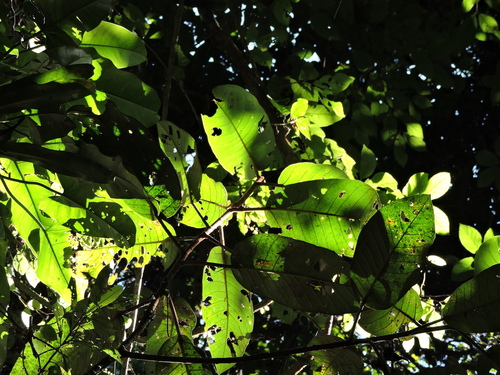 Image of Ficus gomelleira by (c) Fabrício Mil Homens Riella, some rights reserved (CC BY)