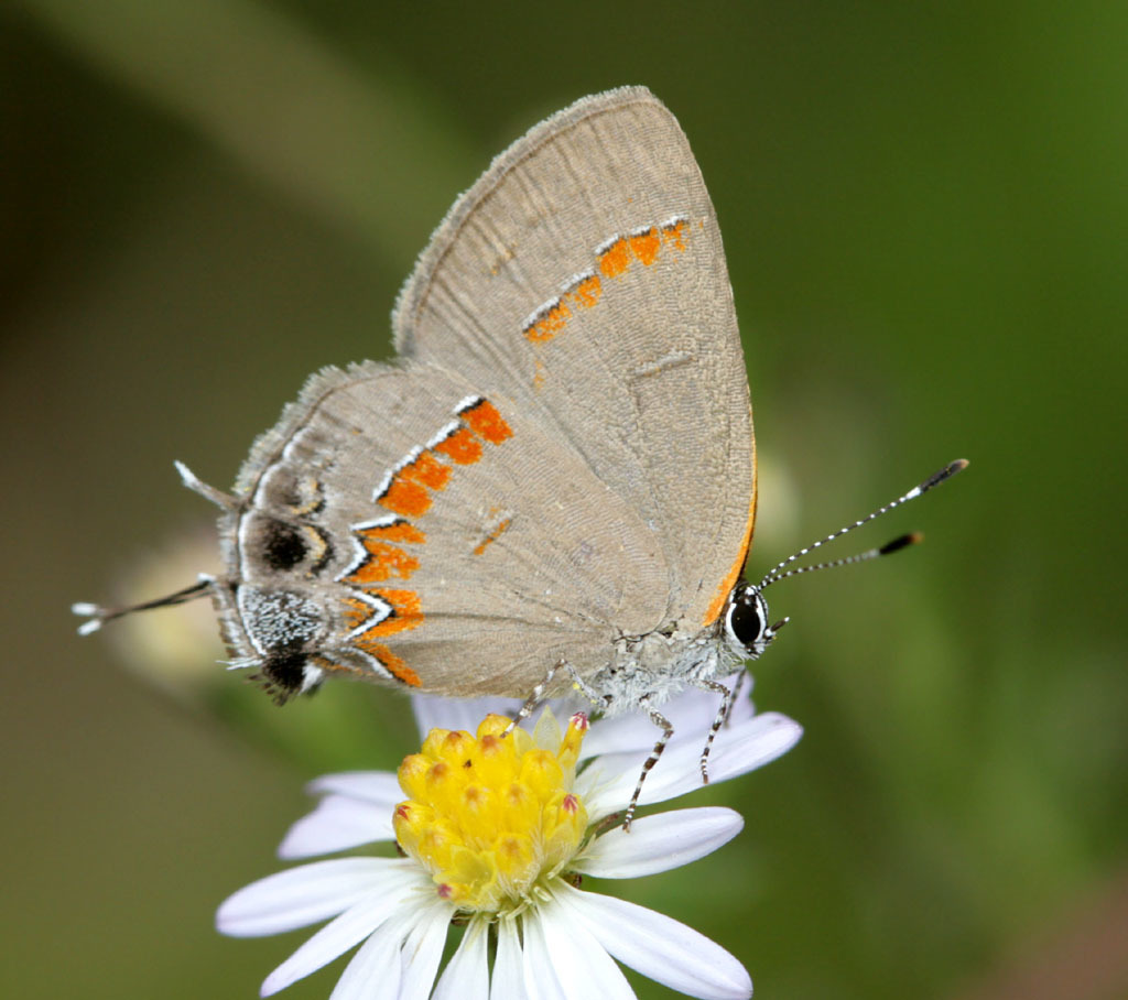 Red-banded Hairstreak - Alabama Butterfly Atlas