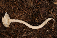 Hygrophorus piceae