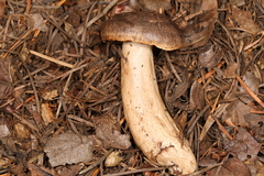 Lactarius kauffmanii