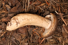 Lactarius kauffmanii