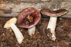Russula murrillii