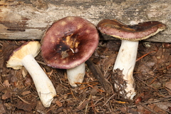 Russula murrillii
