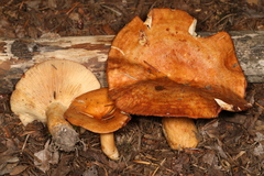 Lactarius olympianus