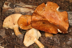 Lactarius olympianus