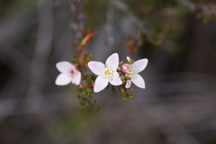 Boronia elisabethiae