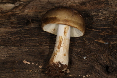 Russula viridofusca