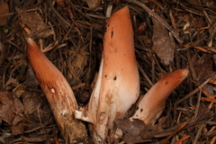 Clavariadelphus caespitosus