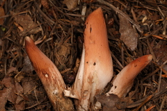 Clavariadelphus caespitosus