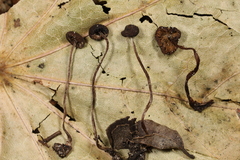 Sagaranella tylicolor