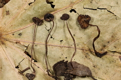 Sagaranella tylicolor