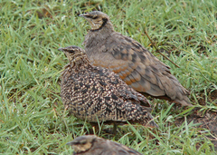Pterocles gutturalis