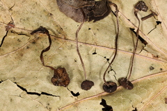 Sagaranella tylicolor