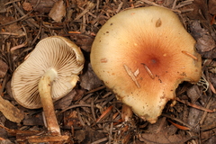 Pholiota decorata