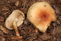 Pholiota decorata