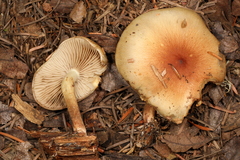 Pholiota decorata