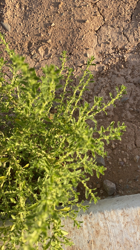 Amaranthus albus iNat (3)