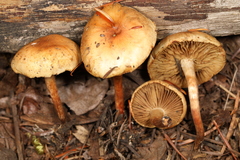 Pholiota lubrica