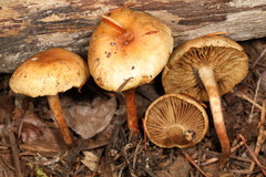 Pholiota lubrica
