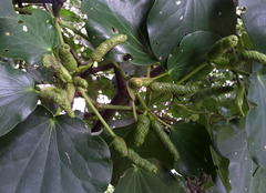Piper excelsum delangei