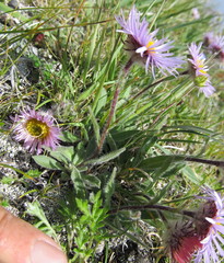 Erigeron porsildii