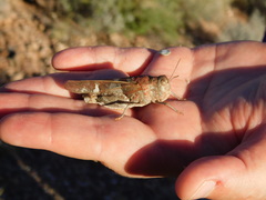 Leprus