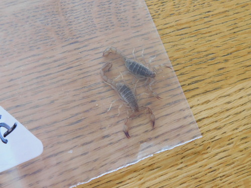 Thick-handed Scorpion