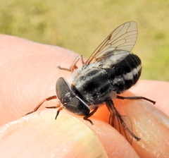 Tabanus taeniatus