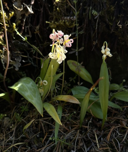 giant white fawn lily
