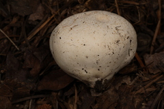 Vascellum lloydianum