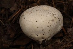 Vascellum lloydianum