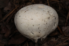 Vascellum lloydianum