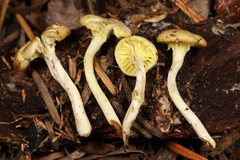 Chrysomphalina grossula