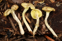 Chrysomphalina grossula