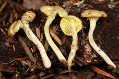 Chrysomphalina grossula