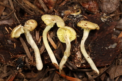 Chrysomphalina grossula