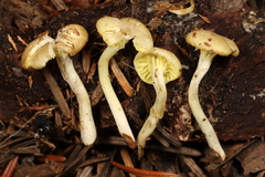 Chrysomphalina grossula