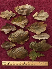 Quercus sinuata sinuata