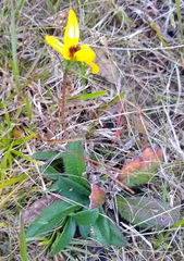 Helianthus heterophyllus
