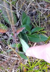 Helianthus heterophyllus