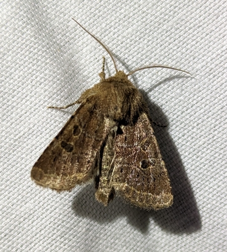 Ruddy Quaker Moth (Trichopolia oviduca)