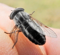 Tabanus taeniatus