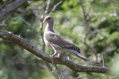 Patagioenas corensis