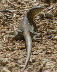 Cnemidophorus murinus