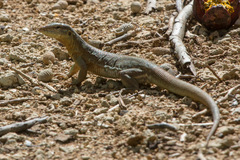 Cnemidophorus murinus