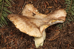 Albatrellus subrubescens