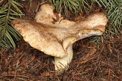 Albatrellus subrubescens