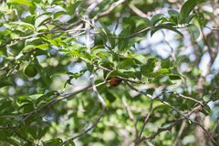 Hippomane mancinella