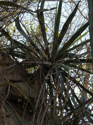 Agave rhodacantha