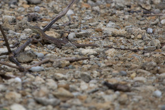 Cnemidophorus murinus